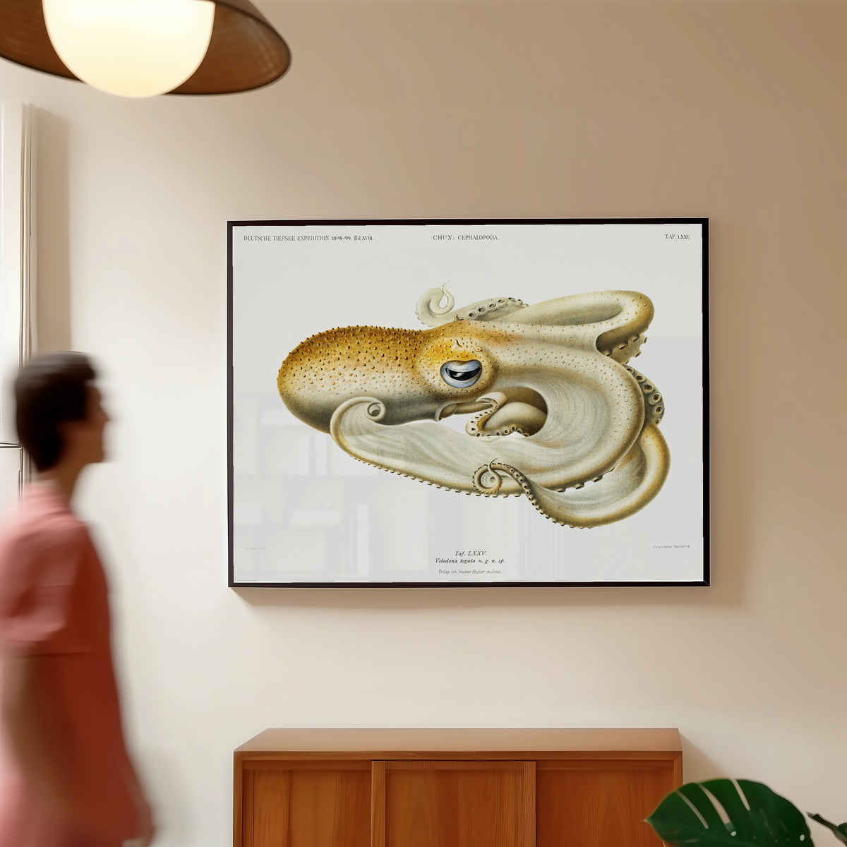 Framed art print of Velodona togata (Plate LXXV) by Ewald Heinrich Rübsaamen, in a slim black frame on a warm wall in a sunlit room