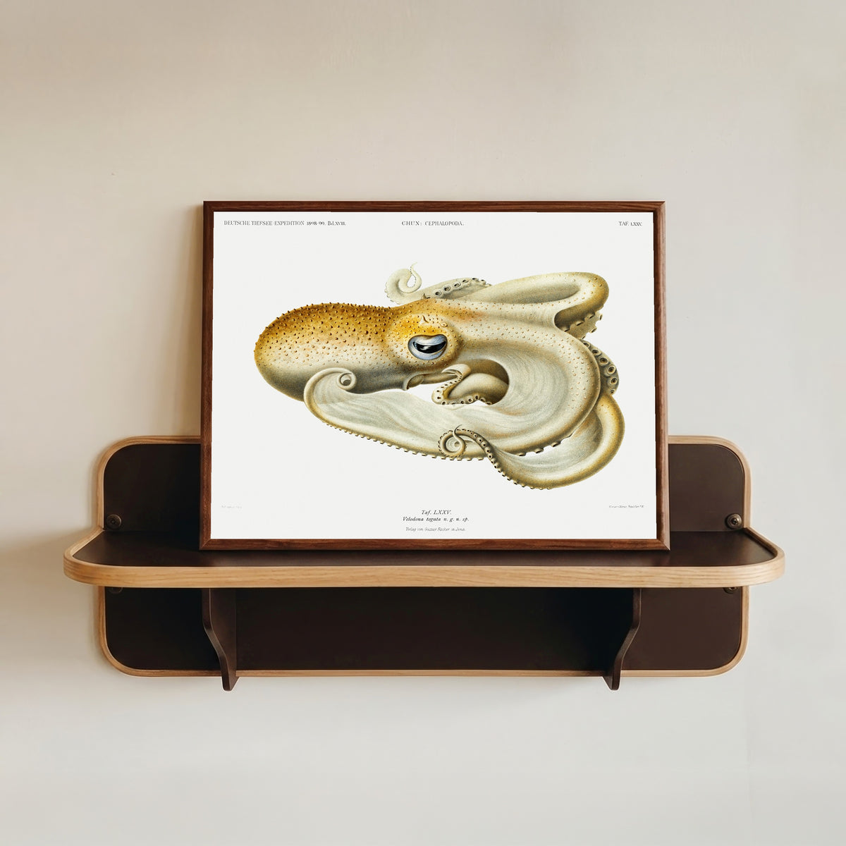 Framed art print of Velodona togata (Plate LXXV) by Ewald Heinrich Rübsaamen, in a dark wood frame resting on a wall shelf