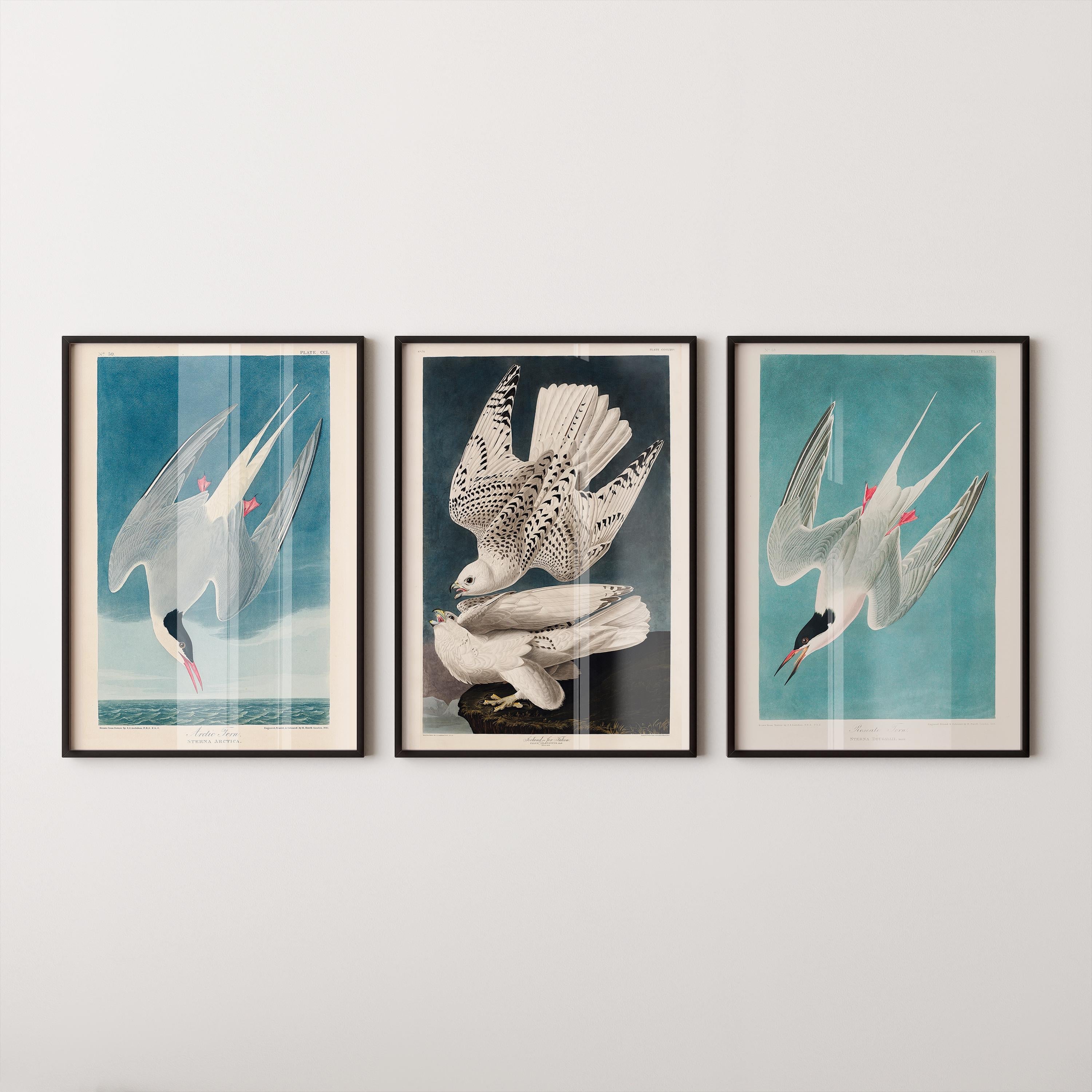J. J. Audubon - STATEMENT TRIO Birds of North America (Arctic Tern and Arctic Hawk)| | available framed - 9ArtPrints
