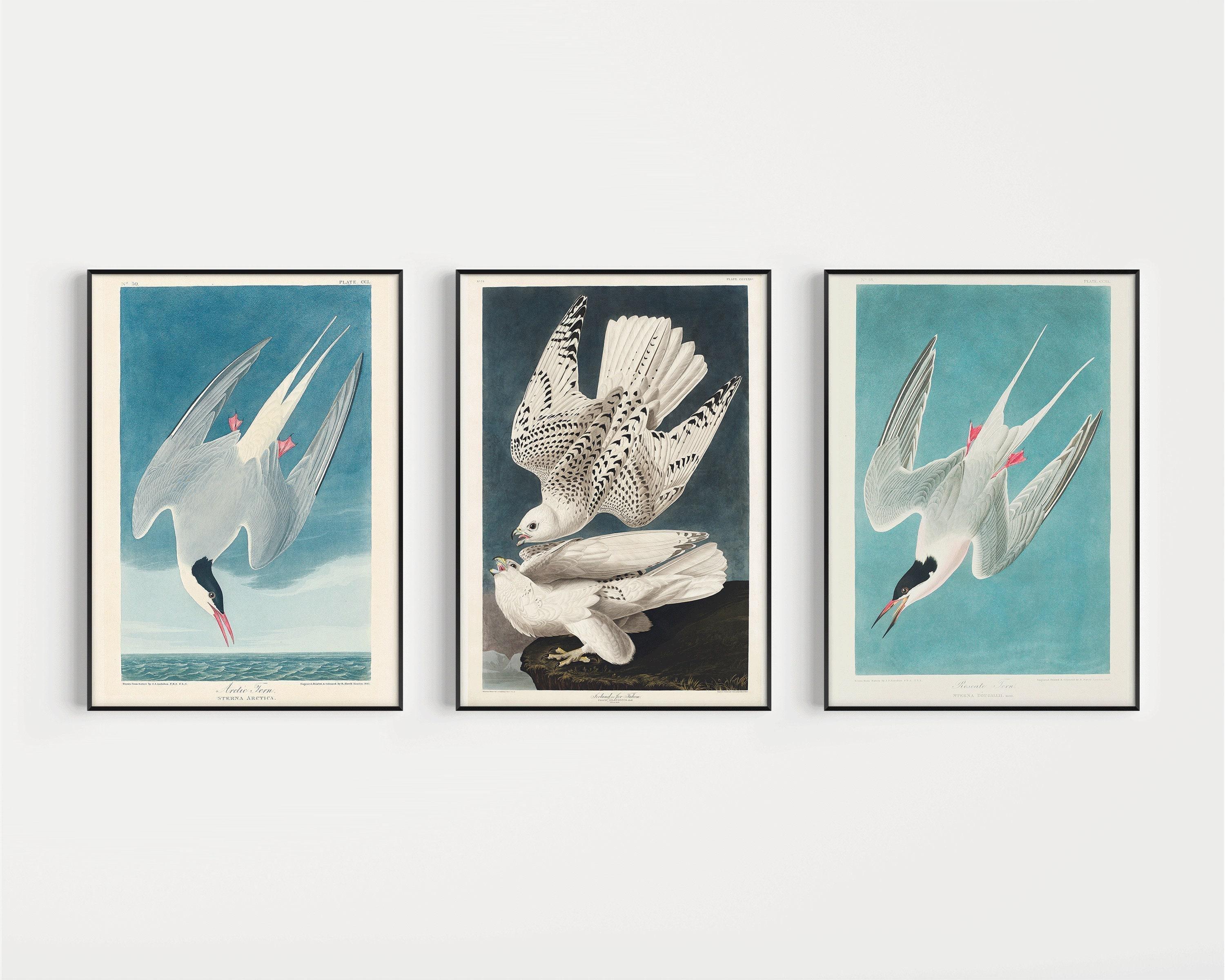 J. J. Audubon - STATEMENT TRIO Birds of North America (Arctic Tern and Arctic Hawk)| | available framed - 9ArtPrints