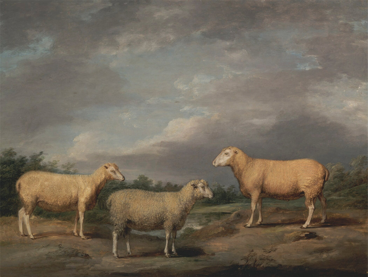 James Ward — Ryelands Sheep | Fine Art Print - 9ArtPrints