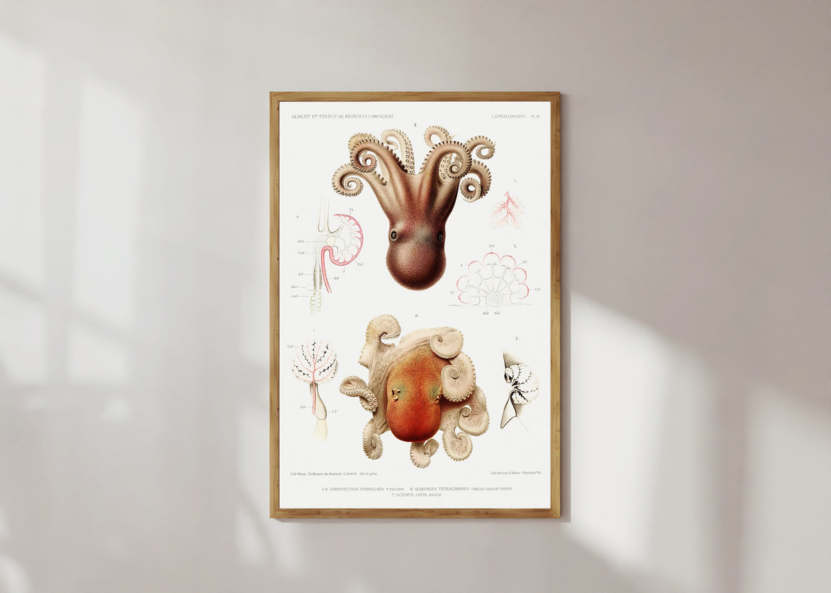 Framed art print of Cirroteuthis umbellata, Scoeurgus… by Jeanne Le Roux, Ch. Boutet de Monvel & Louis Joubin, in a light wood frame on a sunlit white wall