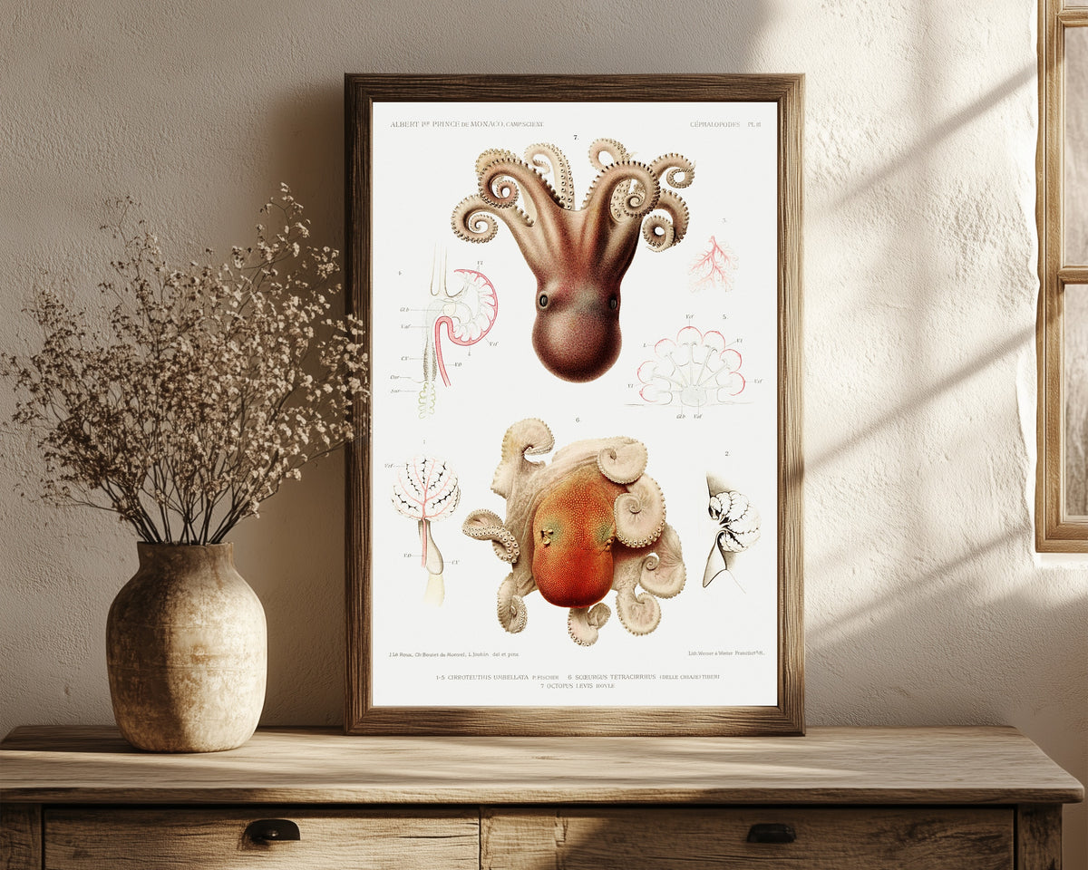 Framed art print of Cirroteuthis umbellata… by Jeanne Le Roux, Ch. Boutet de Monvel & Louis Joubin, in a dark wood frame leaning on a rustic console beside dried flowers