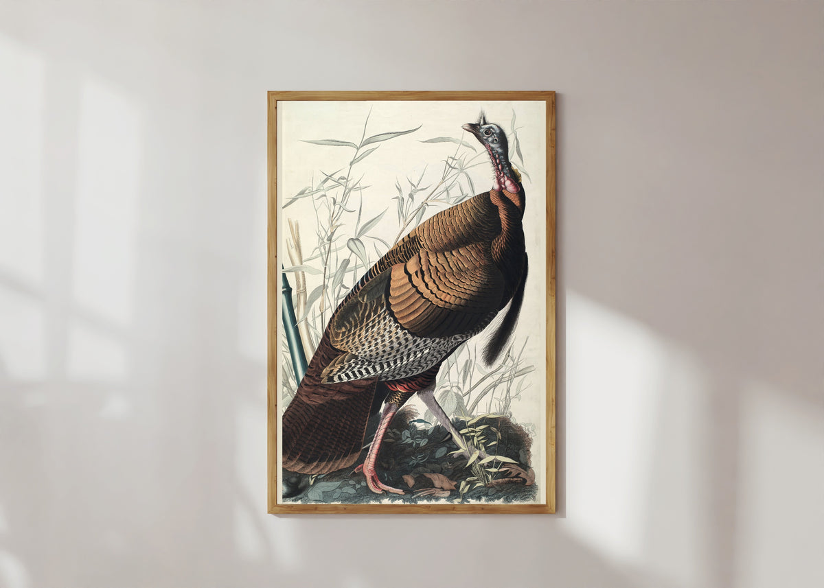 Framed art print of Wild Turkey by John James Audubon, in a light wood frame on a sunlit white wall