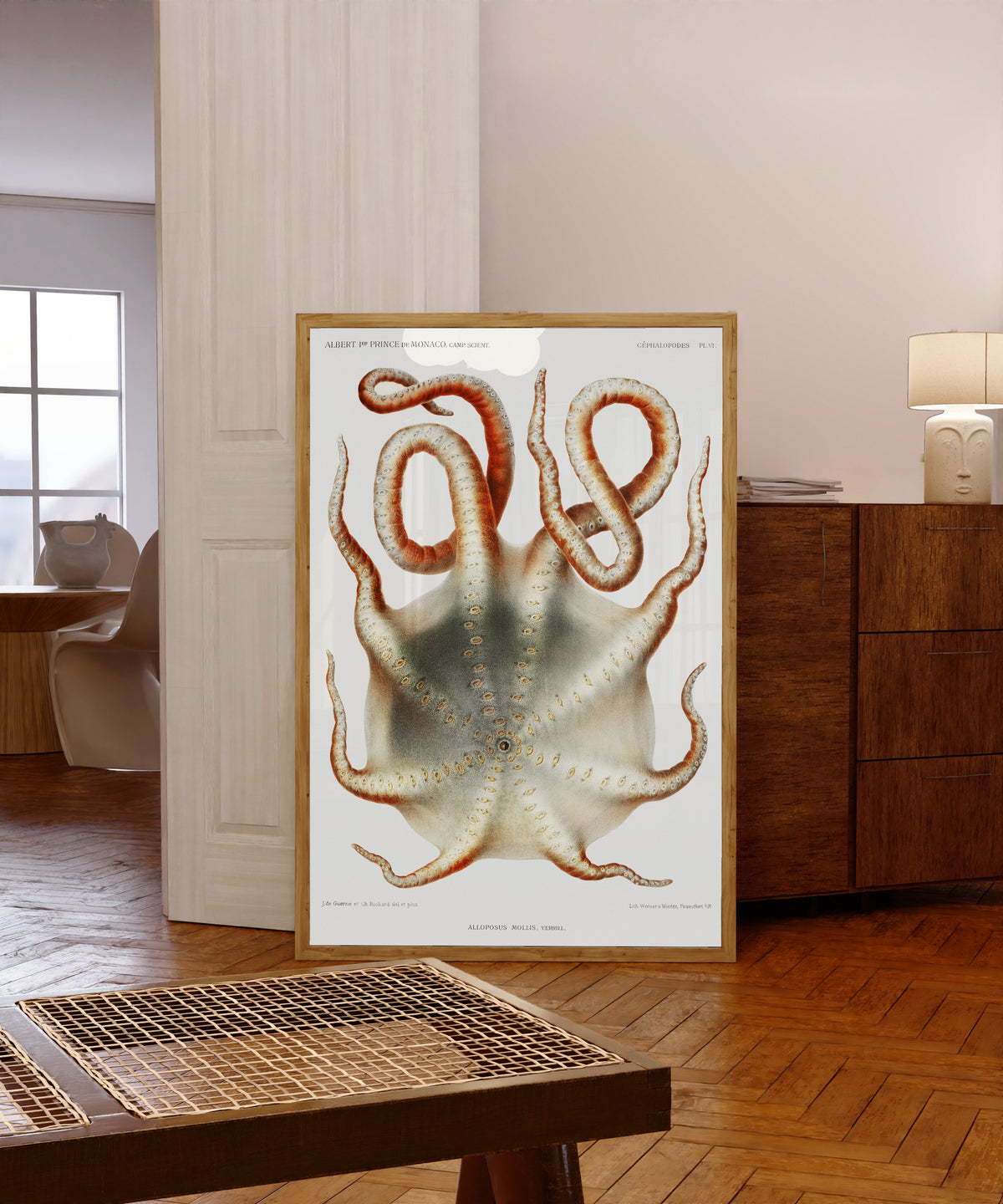 Framed art print of Alloposus mollis by Jules de Guerne & Ch. Richard, in a light wood frame leaning in a warm room with a parquet floor