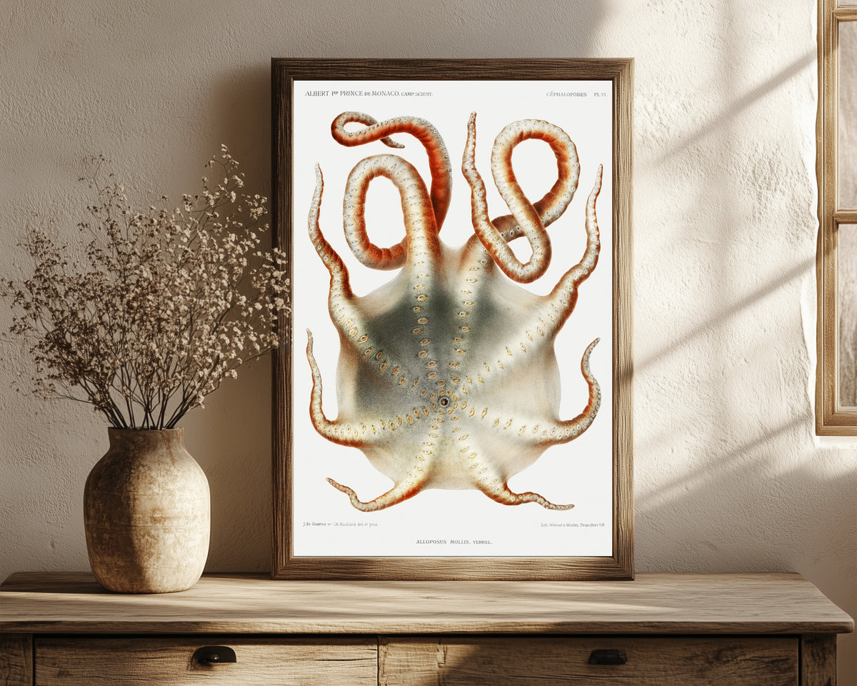 Framed art print of Alloposus mollis by Jules de Guerne & Ch. Richard, in a dark wood frame leaning on a rustic console beside dried flowers