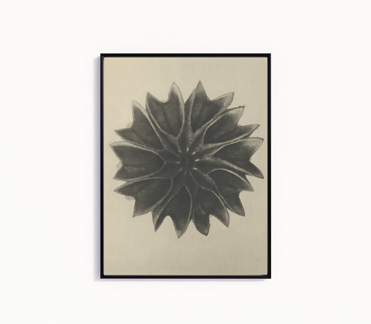 Framed art print of Abutilon by Karl Blossfeldt, in a slim black frame on a plain white wall