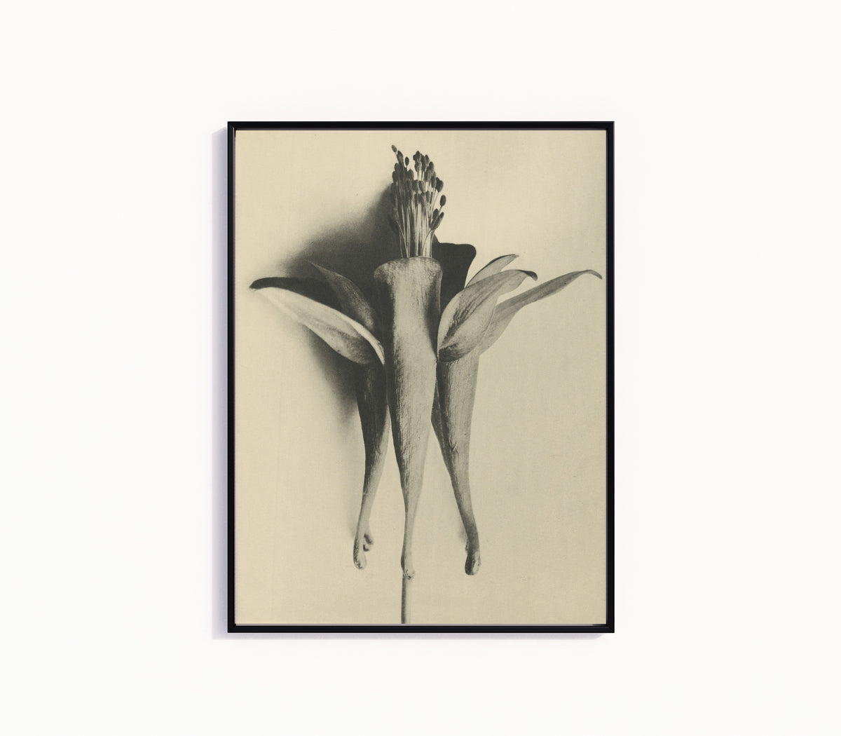 Framed art print of Aquilegia chrysantha by Karl Blossfeldt, in a slim black frame on a plain white wall