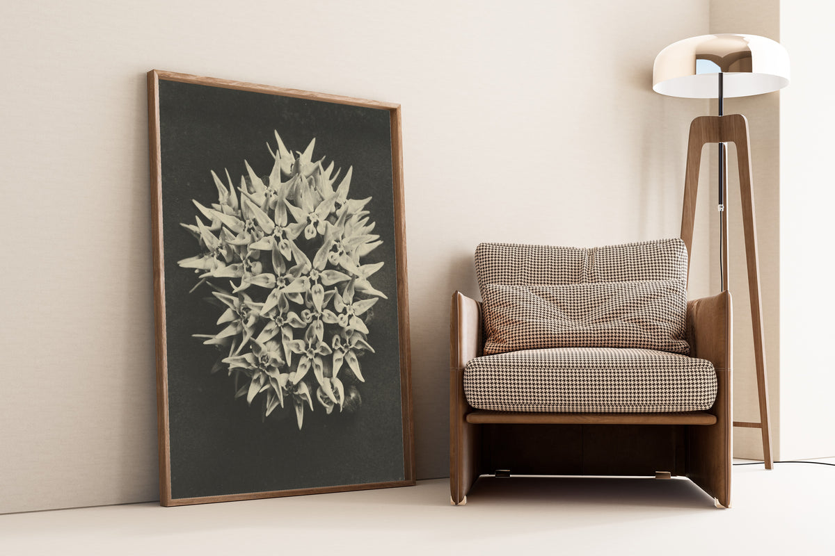 Karl Blossfeldt — Asclepias speciosa | Botanical Photograph Print