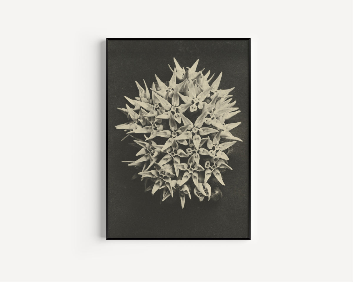 Karl Blossfeldt — Asclepias speciosa | Botanical Photograph Print