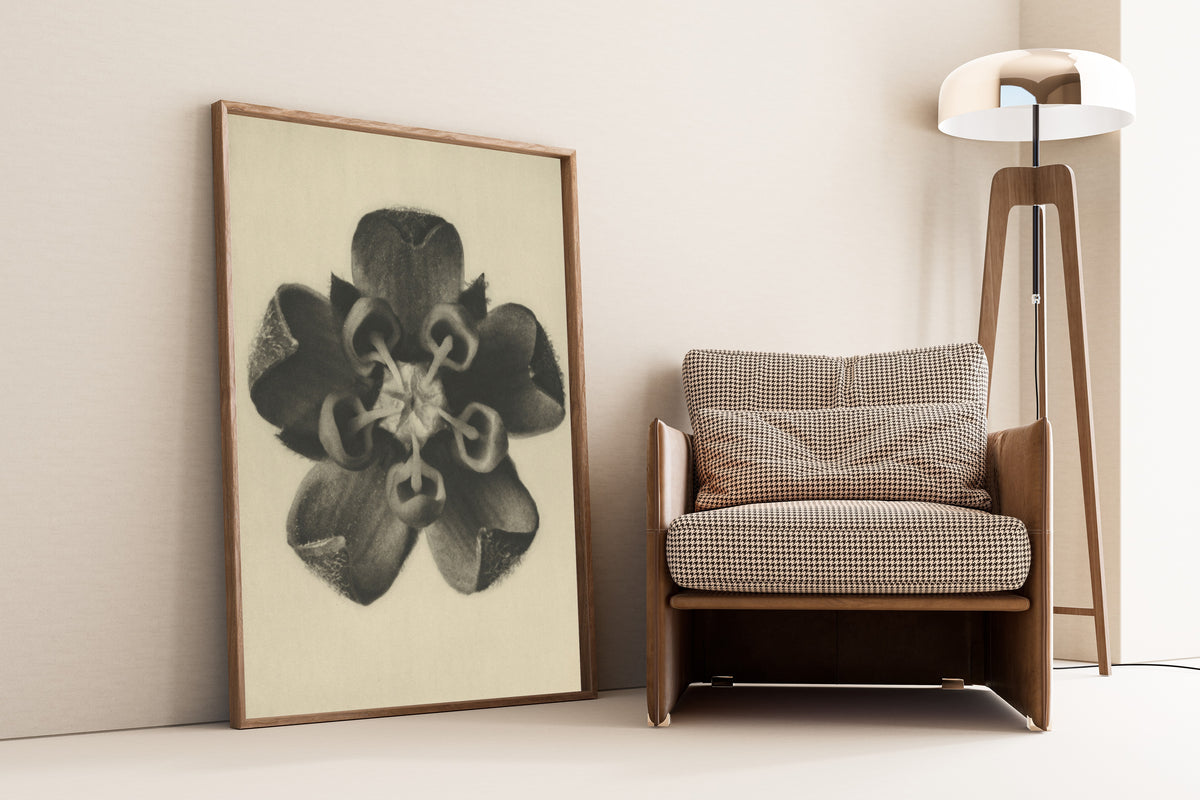 Karl Blossfeldt — Asclepias syriaca | Botanical Photograph Print