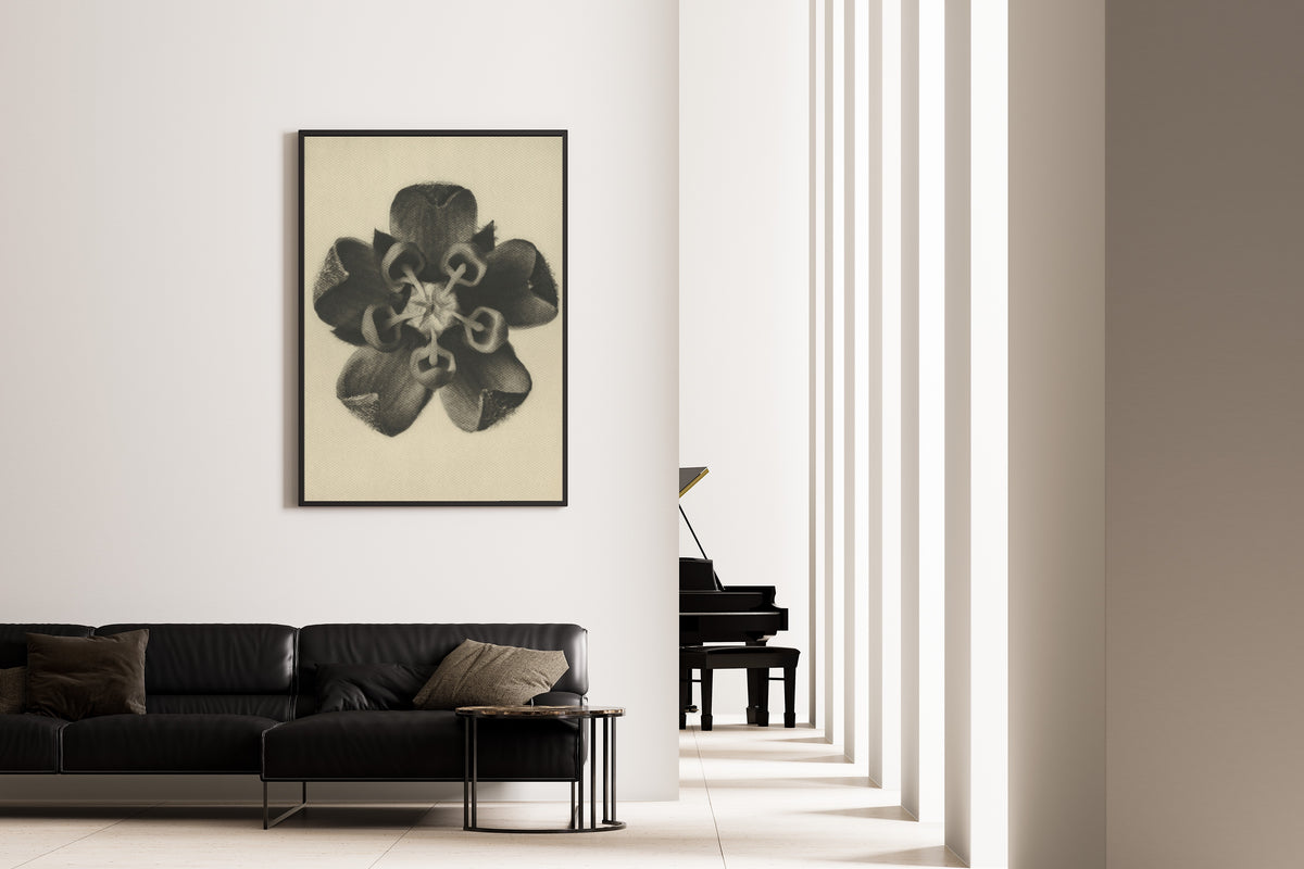 Karl Blossfeldt — Asclepias syriaca | Botanical Photograph Print