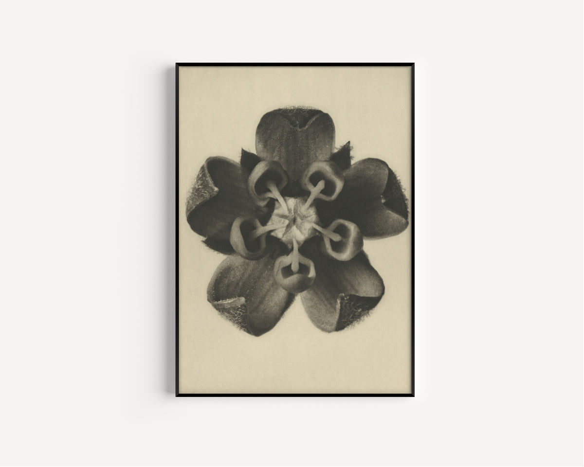 Karl Blossfeldt — Asclepias syriaca | Botanical Photograph Print