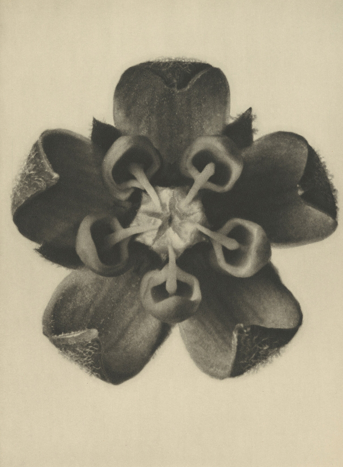 Karl Blossfeldt — Asclepias syriaca | Botanical Photograph Print