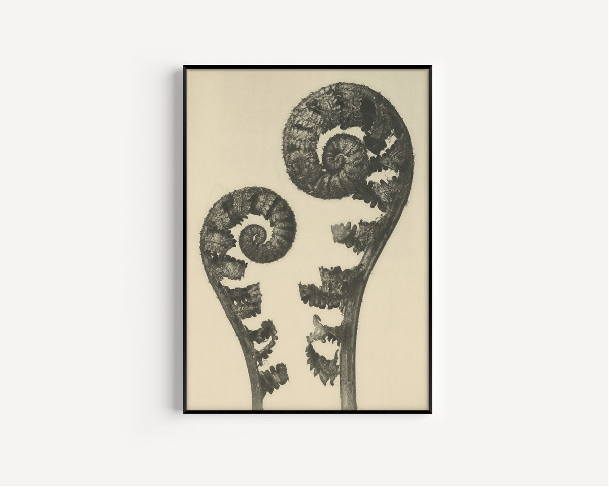 Karl Blossfeldt — Aspidium filix mas | Botanical Photograph Print