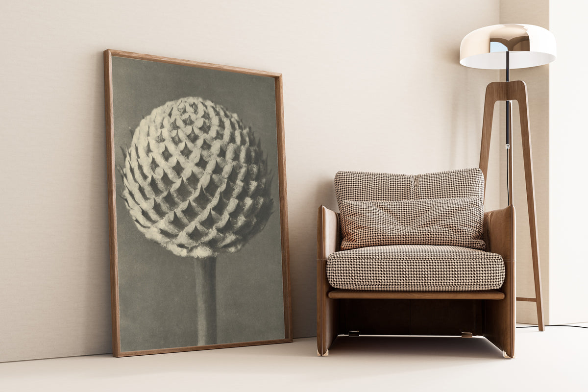 Karl Blossfeldt — Cephalaria | Botanical Photograph Print
