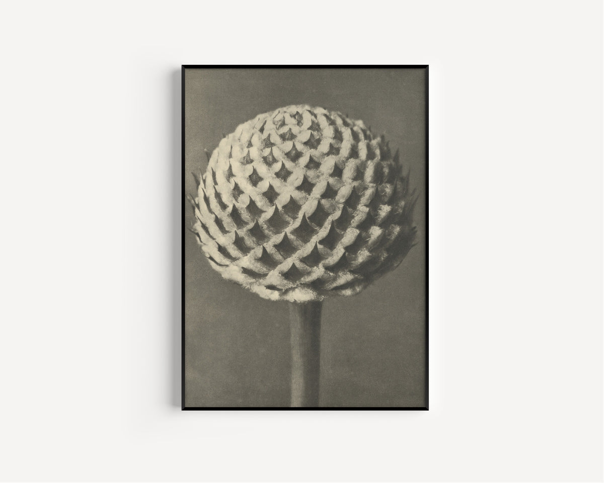 Karl Blossfeldt — Cephalaria | Botanical Photograph Print