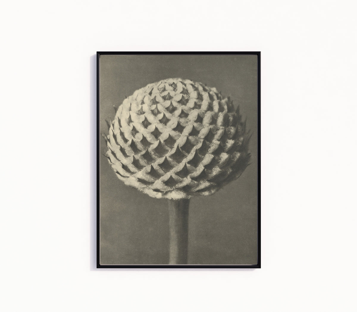Framed art print of Cephalaria by Karl Blossfeldt, in a slim black frame on a plain white wall