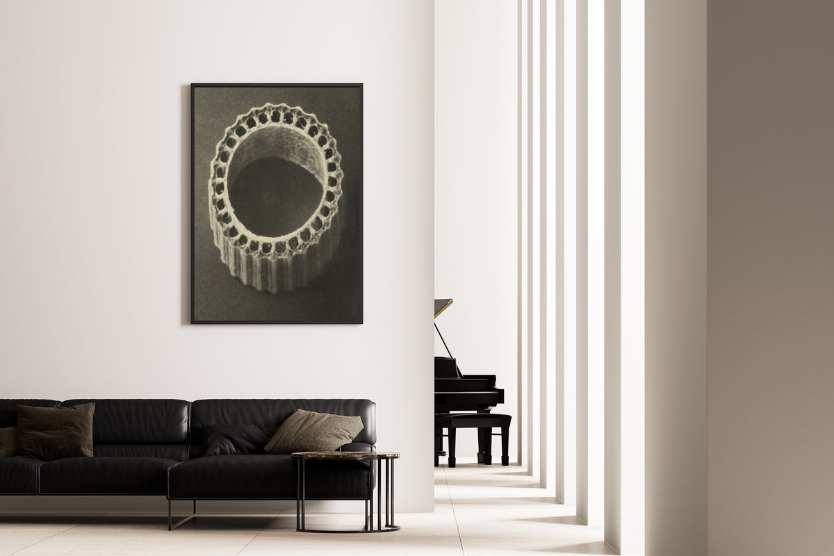 Karl Blossfeldt — Equisetum hiemale | Botanical Photograph Print