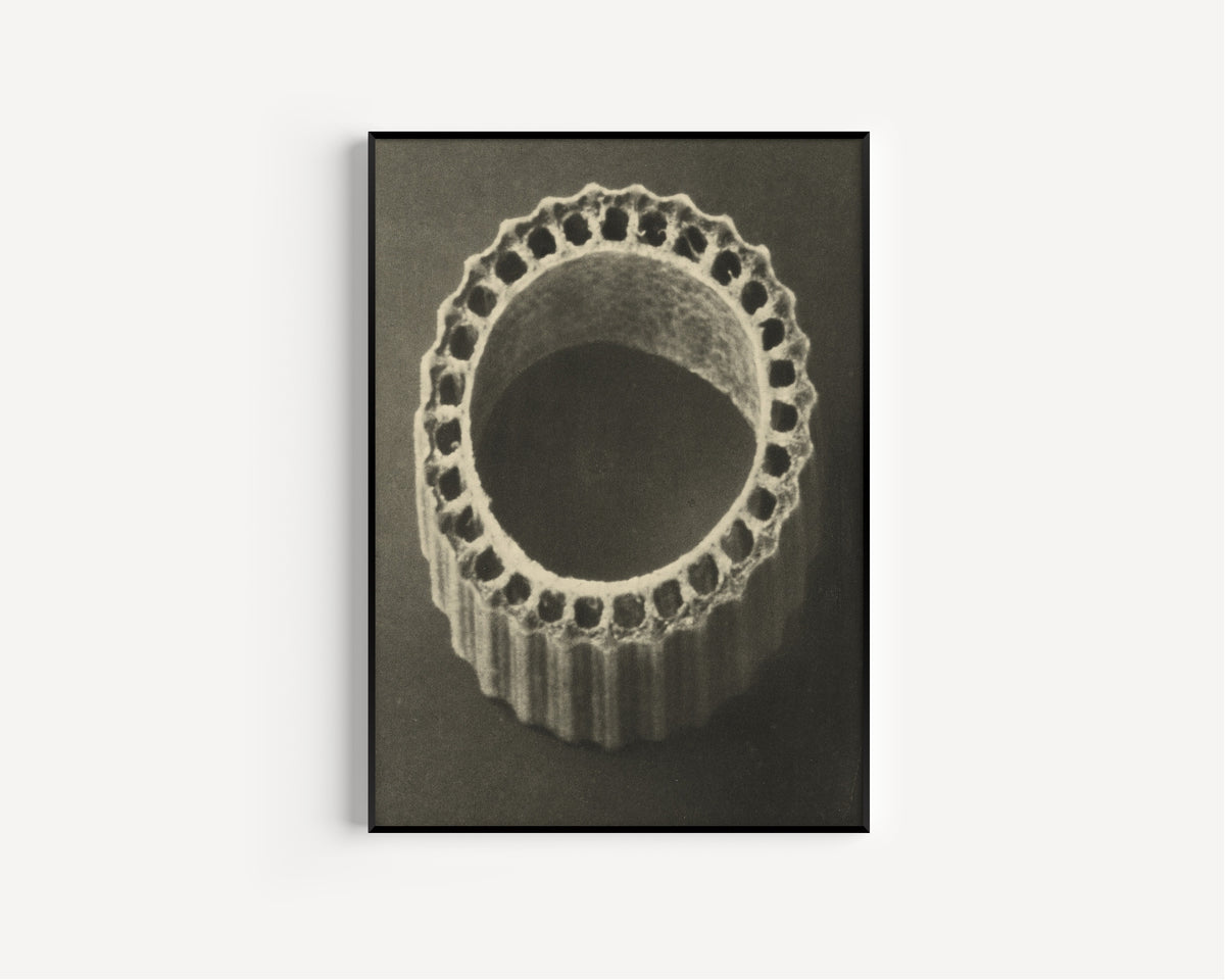 Karl Blossfeldt — Equisetum hiemale | Botanical Photograph Print