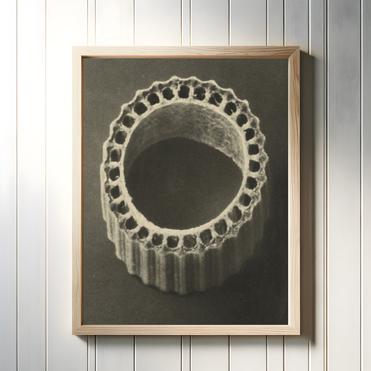 Framed art print of Equisetum hiemale by Karl Blossfeldt, in a light wood frame on a white panelled wall