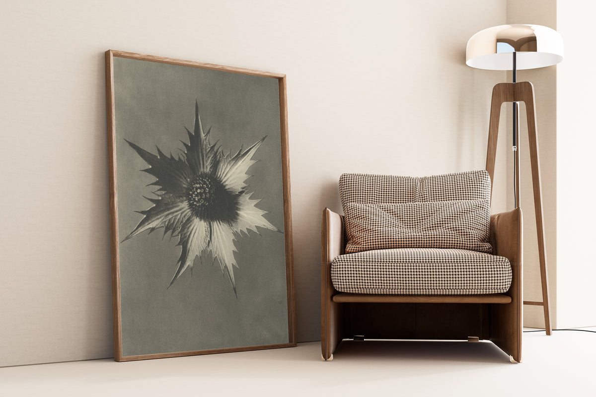Karl Blossfeldt — Eryngium giganteum | Botanical Photograph Print