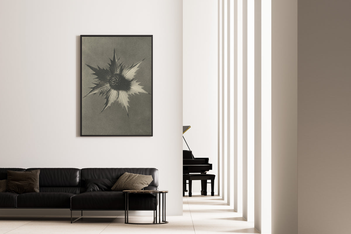 Karl Blossfeldt — Eryngium giganteum | Botanical Photograph Print