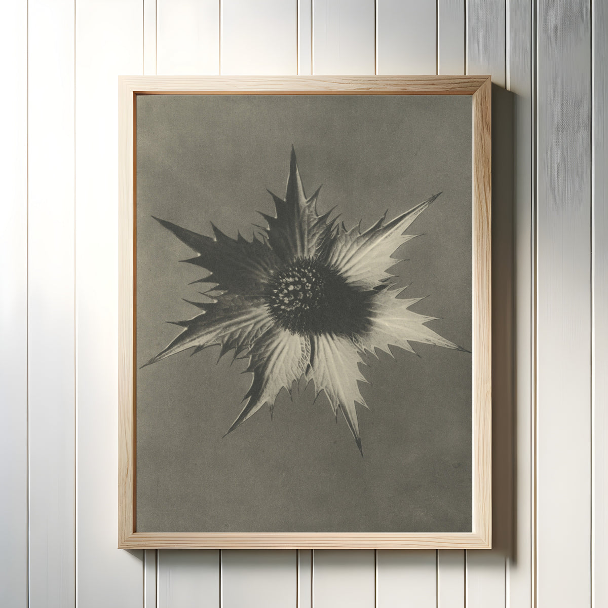Framed art print of Eryngium giganteum by Karl Blossfeldt, in a light wood frame on a white panelled wall