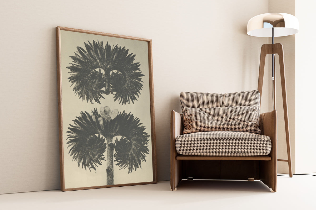 Karl Blossfeldt — Phacelia tanacetifolia | Botanical Photograph Print
