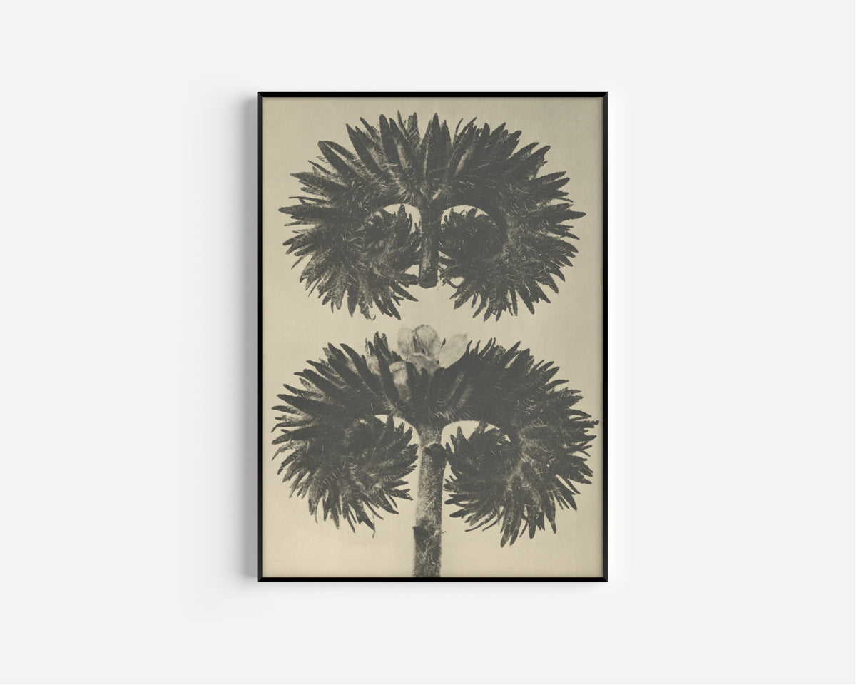 Karl Blossfeldt — Phacelia tanacetifolia | Botanical Photograph Print