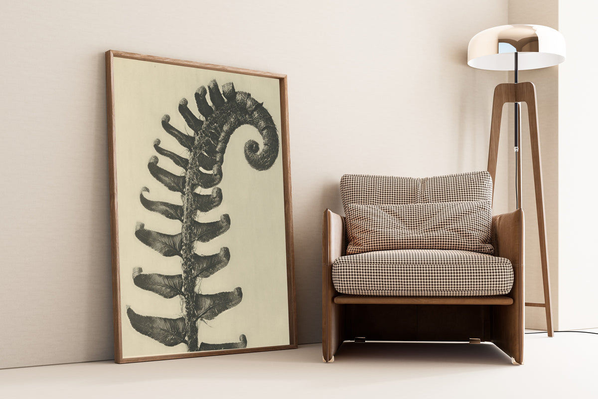 Karl Blossfeldt — Polystichum munitum | Botanical Photograph Print