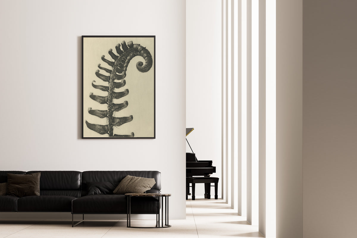 Karl Blossfeldt — Polystichum munitum | Botanical Photograph Print