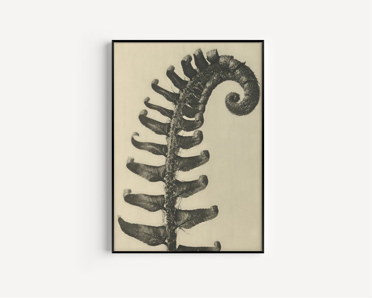 Karl Blossfeldt — Polystichum munitum | Botanical Photograph Print