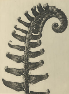 Karl Blossfeldt — Polystichum munitum | Botanical Photograph Print
