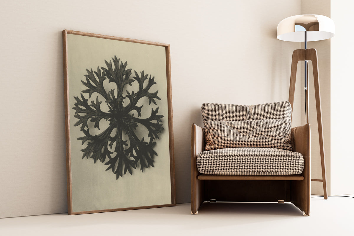 Karl Blossfeldt — Saxifraga Willkommniana | Botanical Photograph Print