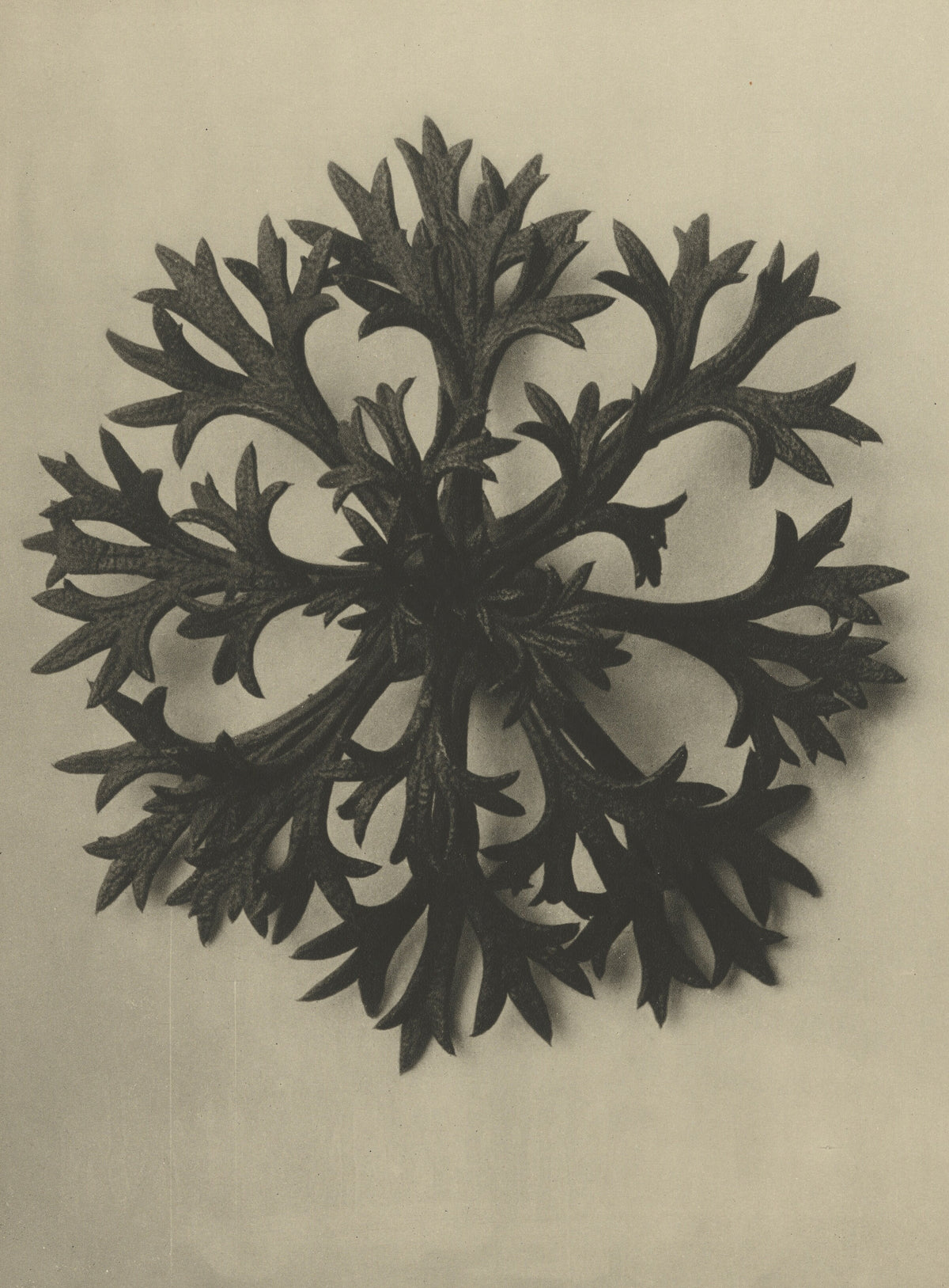 Karl Blossfeldt — Saxifraga Willkommniana | Botanical Photograph Print