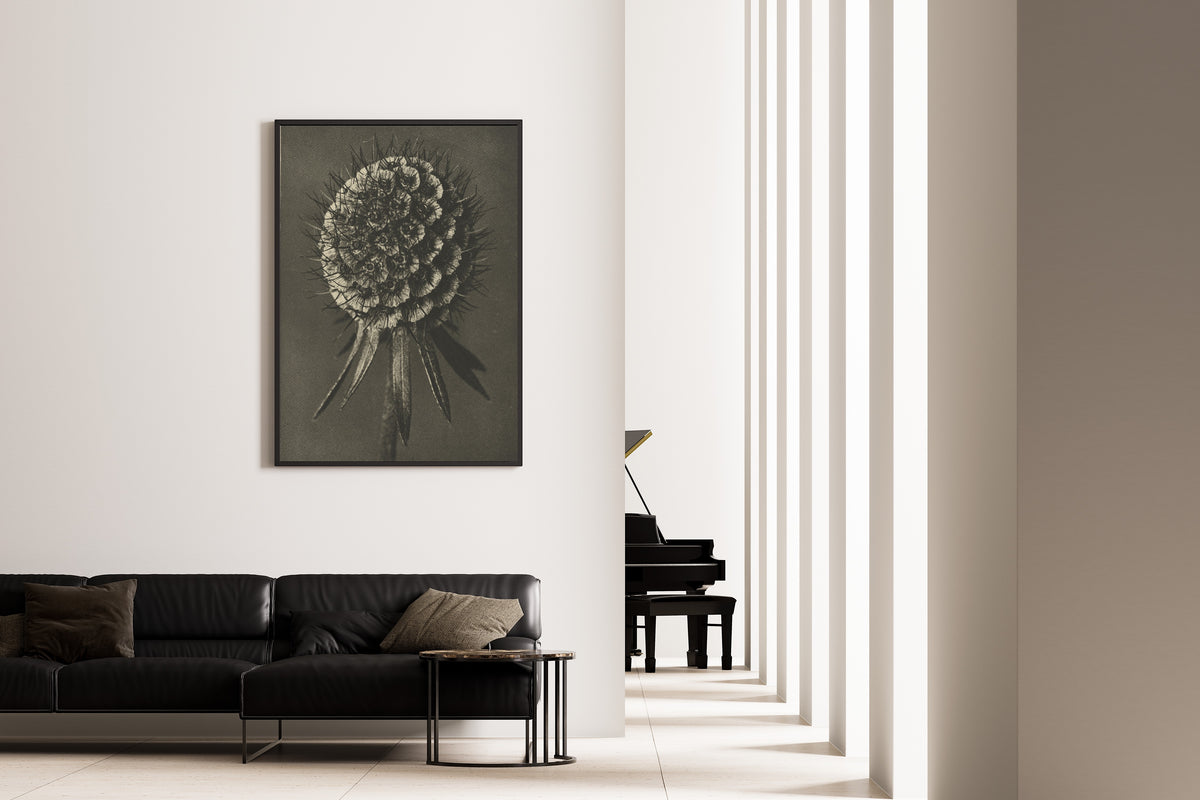 Karl Blossfeldt — Scabiosa columbaria | Botanical Photograph Print