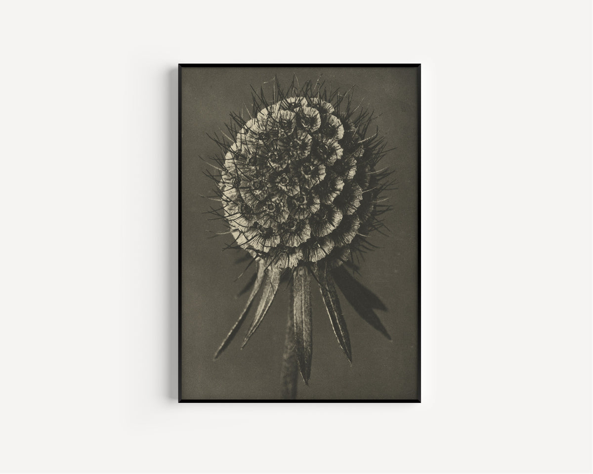 Karl Blossfeldt — Scabiosa columbaria | Botanical Photograph Print