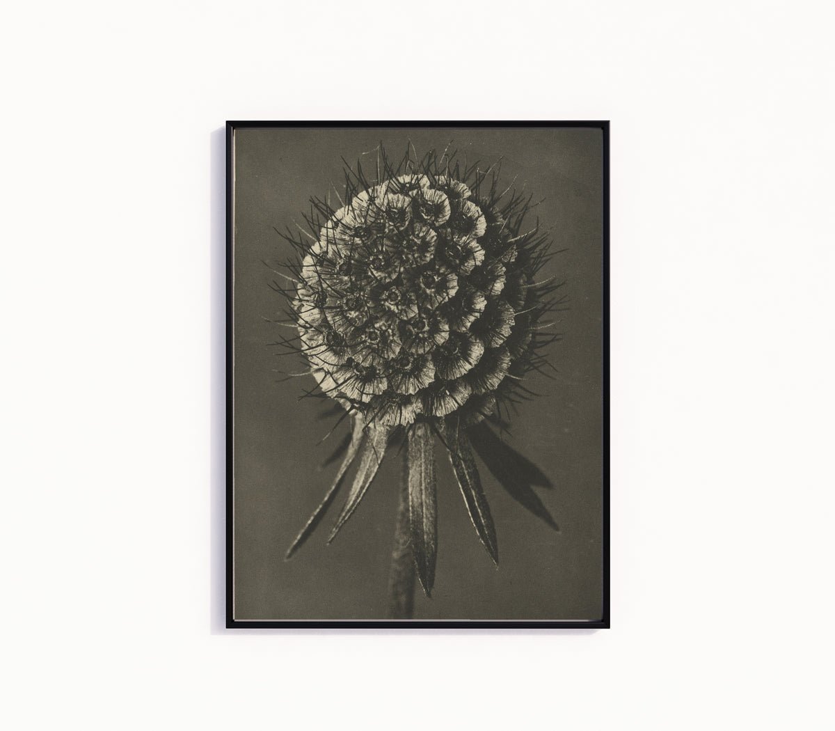 Framed art print of Scabiosa columbaria by Karl Blossfeldt, in a slim black frame on a plain white wall