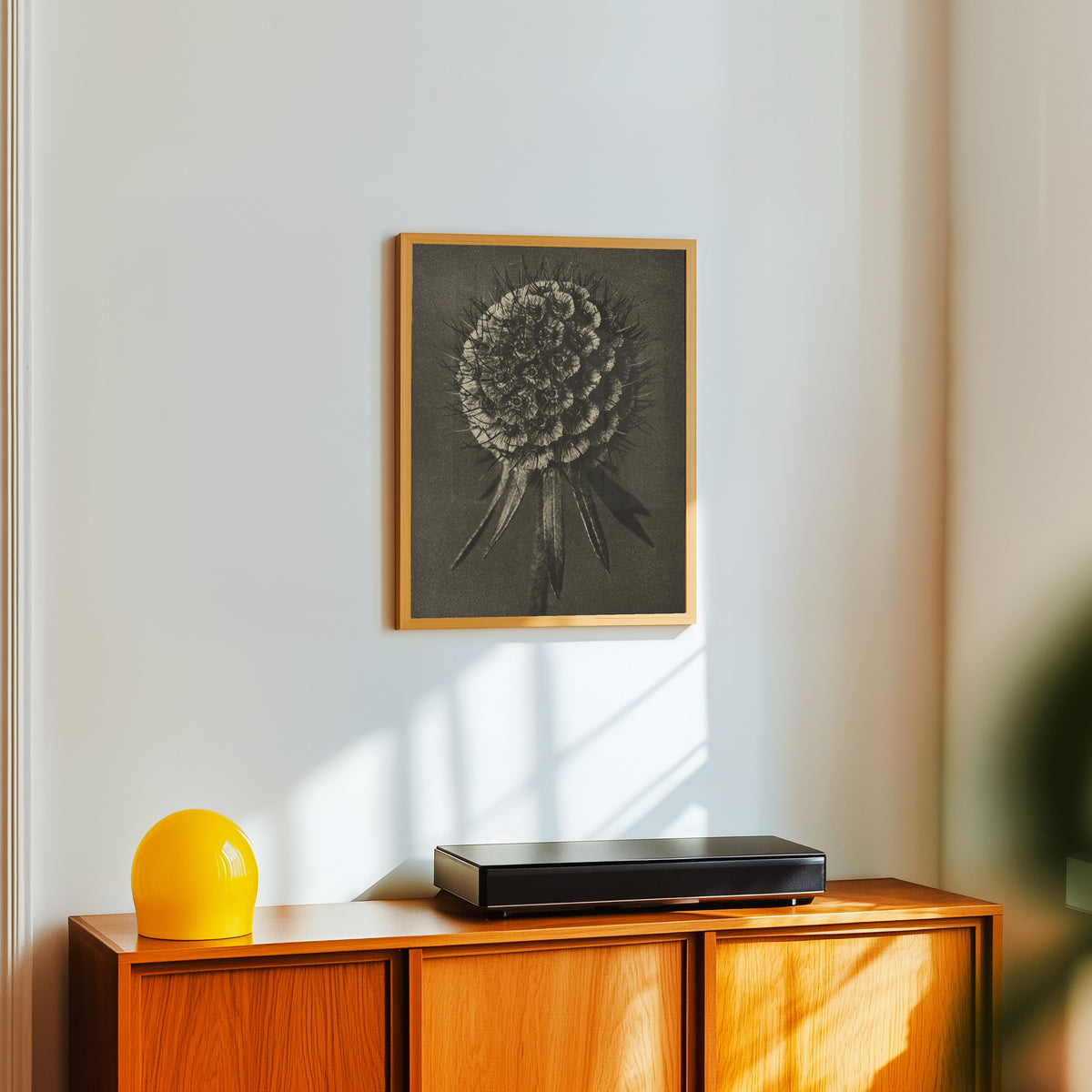 Framed art print of Scabiosa columbaria by Karl Blossfeldt, in a light wood frame on a white wall above an orange sideboard