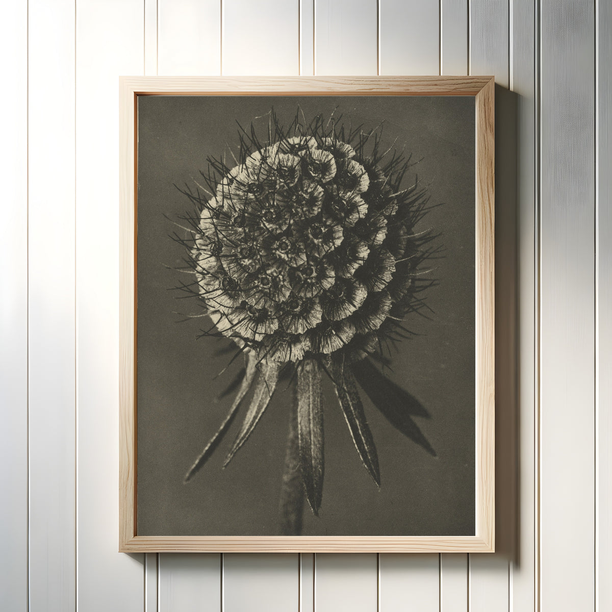 Framed art print of Scabiosa columbaria by Karl Blossfeldt, in a light wood frame on a white panelled wall