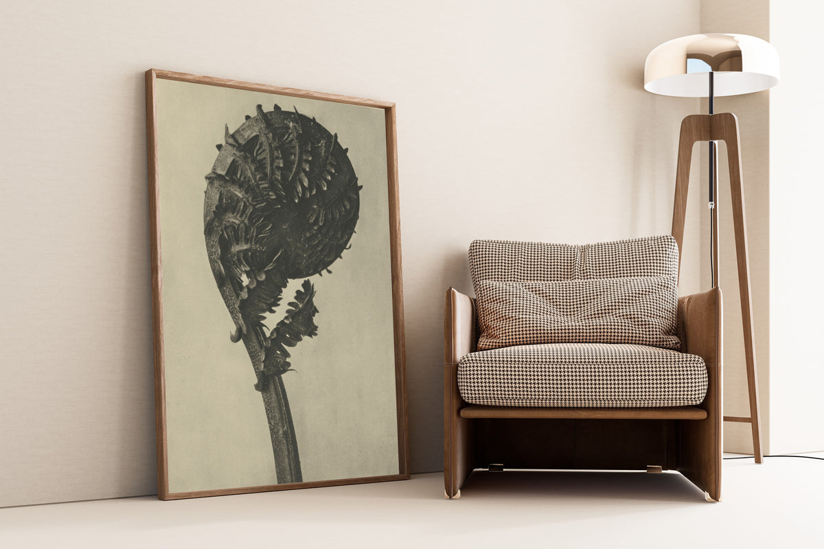 Karl Blossfeldt — Struthiopteris germanica | Botanical Photograph Print