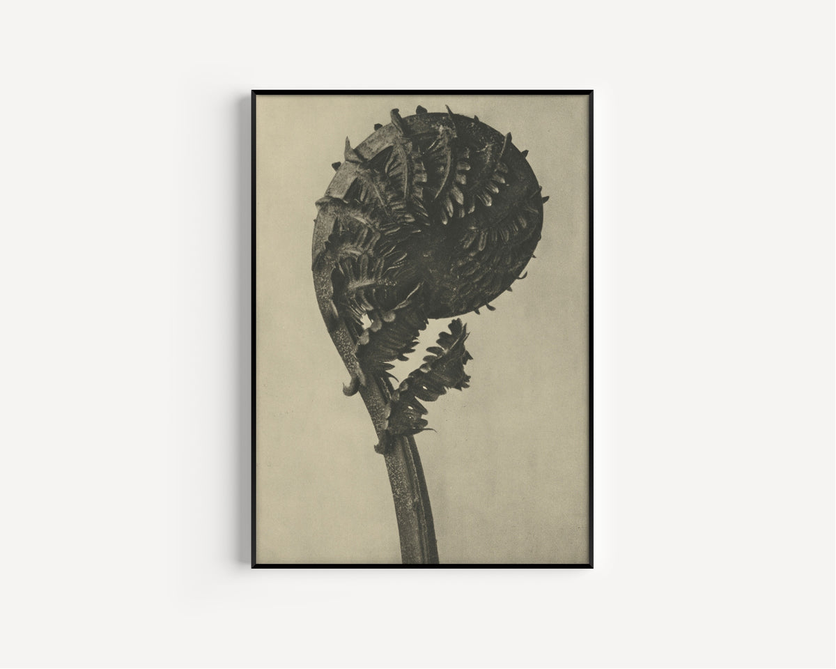 Karl Blossfeldt — Struthiopteris germanica | Botanical Photograph Print