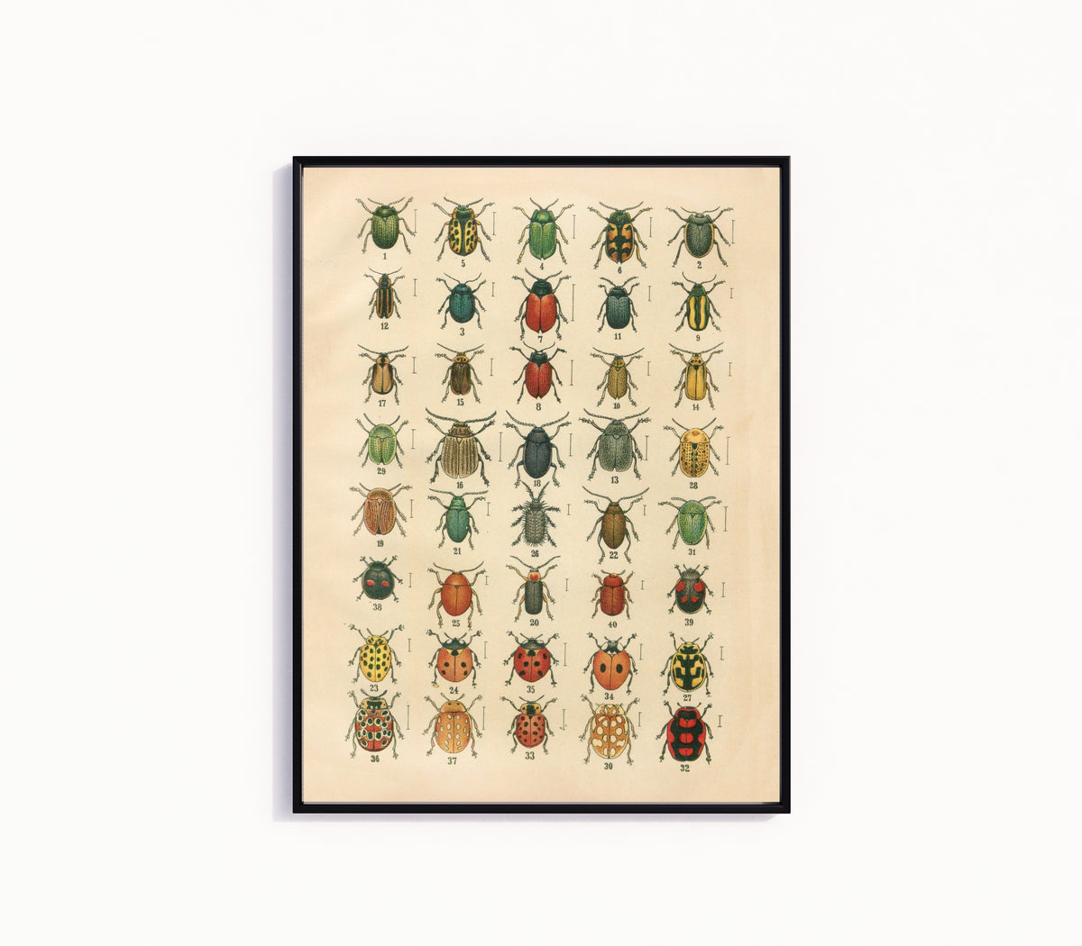Framed art print of The Beetles of Europe Pl.20 by Karl Neunzig, in a slim black frame on a plain white wall