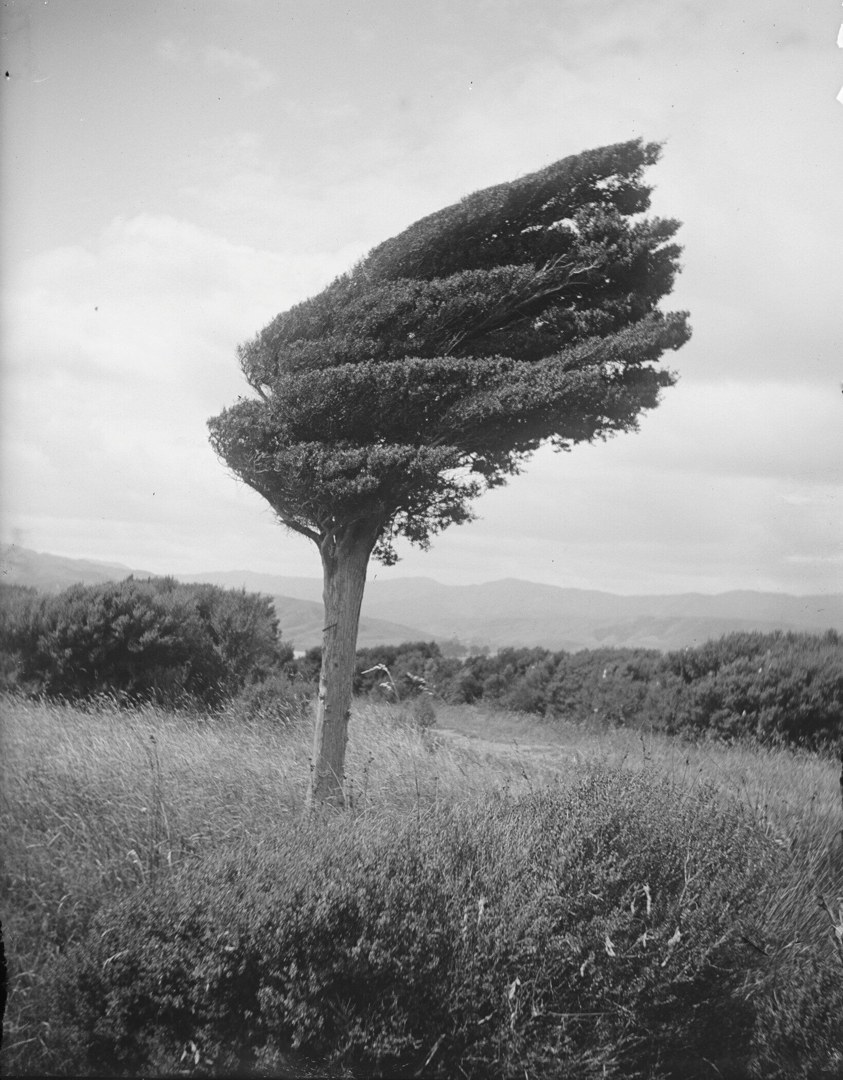 Leslie Adkin — Small Totara Tree, New Zealand (1920) | Vintage Photography Print - 9ArtPrints