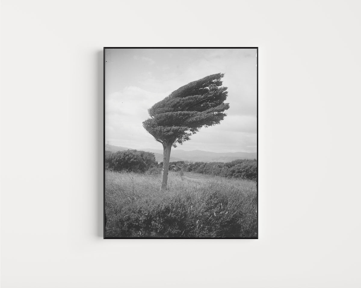 Framed art print of Small Totara Tree by Leslie Adkin, in a slim black frame on a plain white wall