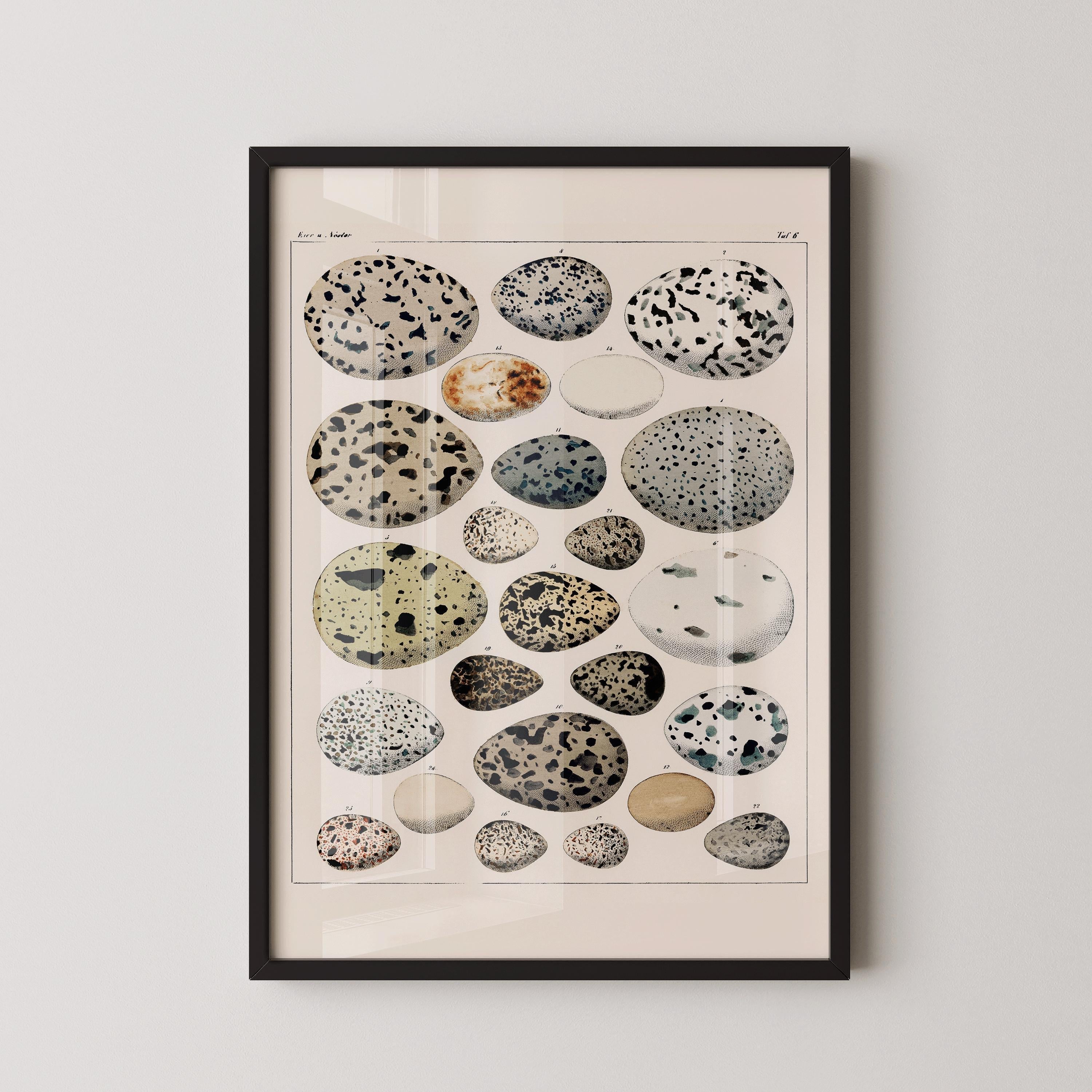 Lorenz Okens - Bird Eggs | Vintage Naturalist Poster