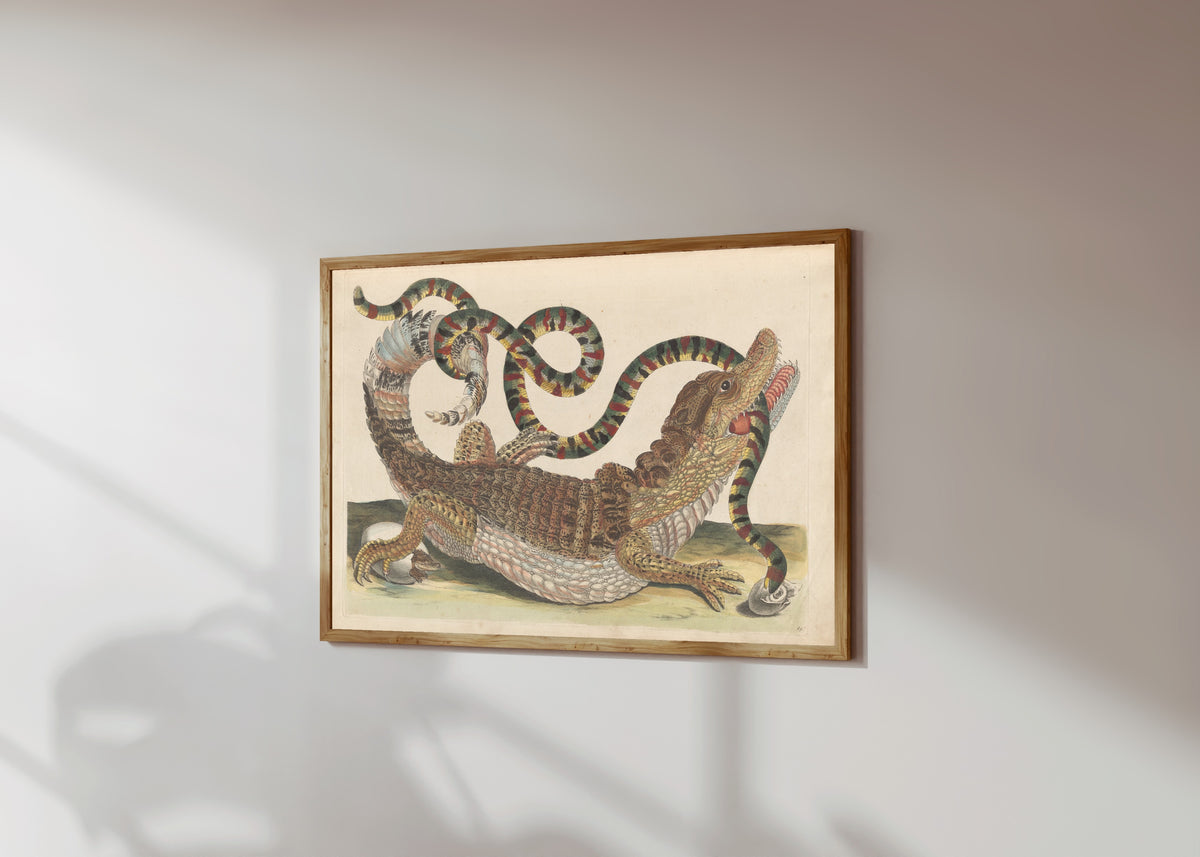 Framed art print of Metamorphosis of the Insects of Surinam… by Maria Sibylla Merian, in a light wood frame on a sunlit white wall, seen at a slight angle
