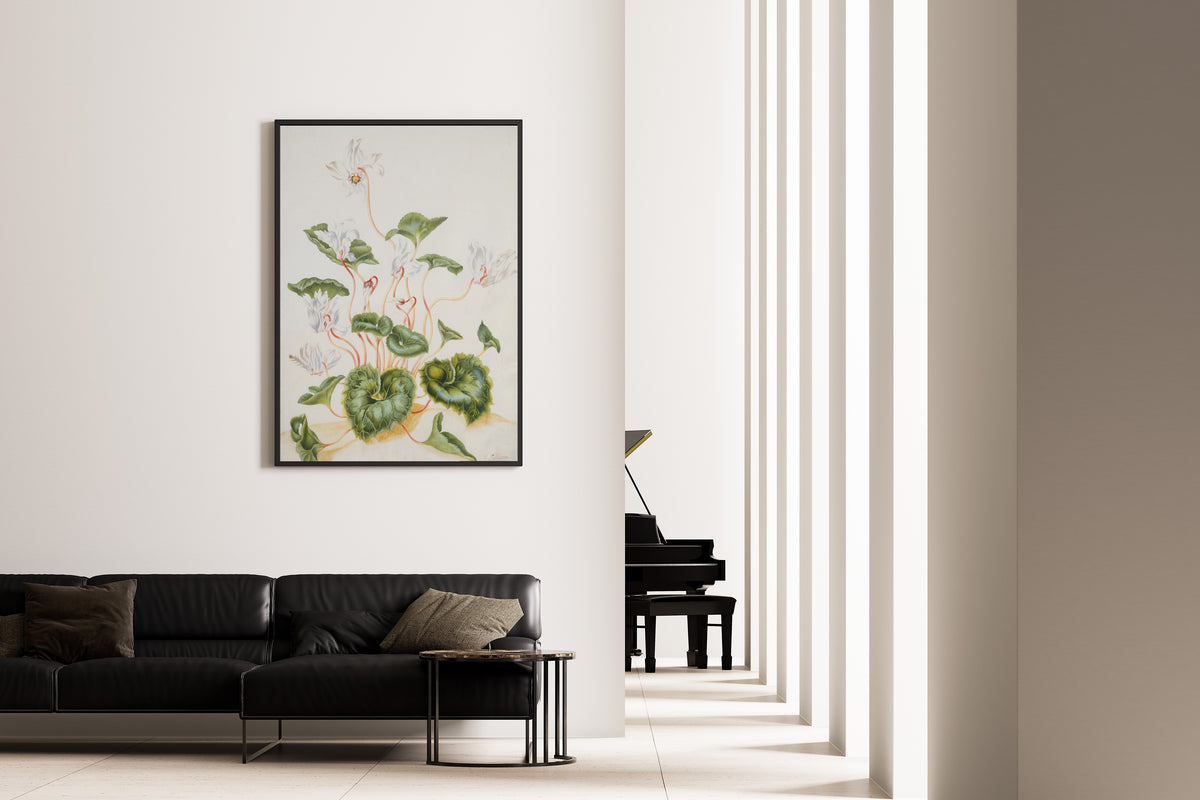 Maria Sibylla Merian — White Cyclamen | Natural History Print