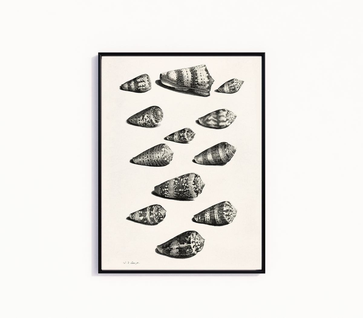 Framed art print of Shells by Maria Sibylla Merian, in a slim black frame on a plain white wall